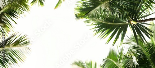 Background featuring coconut tree leaves against a clear white sky with copy space image