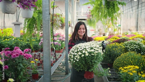 Smiling attractive woman, female gardener holding a flower pot with blooming chrysanthemums and walking through the greenhouse