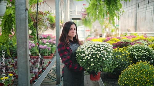 Smiling attractive woman, female gardener holding a flower pot with blooming chrysanthemums in a greenhouse
