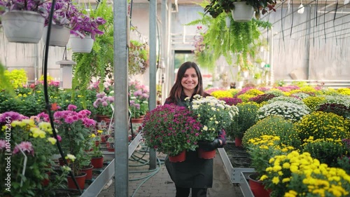Smiling attractive woman, female gardener walking through the greenhouse with two flower pots of blooming chrysanthemums in her hands