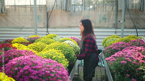 Smiling attractive woman, female gardener in a greenhouse, taking a flower pot with blooming chrysanthemum flowers
