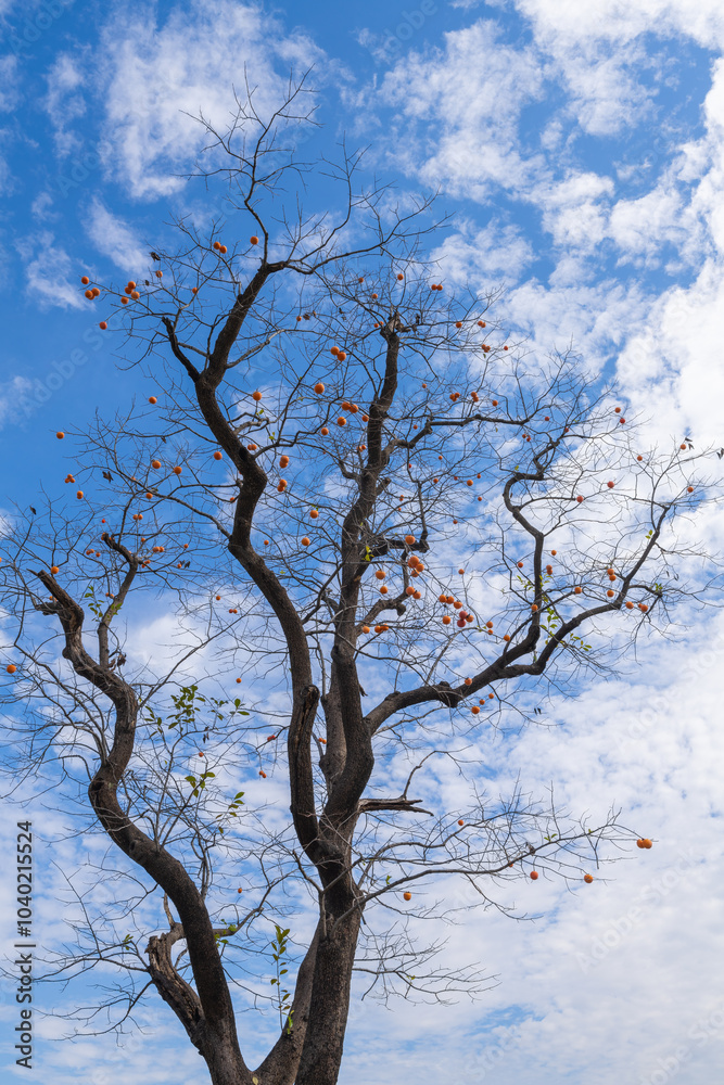 Mature red persimmon on the trees under the autumn sky Mature red persimmon on the trees under the autumn sky