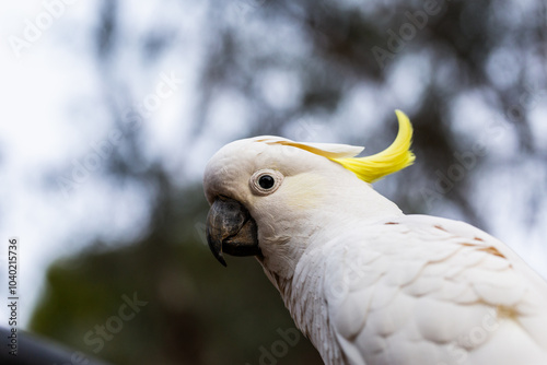 Sulphur-crested cockatoo with yellow crest close up with bokeh background photo