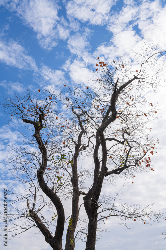 Mature red persimmon on the trees under the autumn sky Mature red persimmon on the trees under the autumn sky