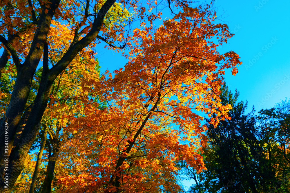 Vibrant tree with orange leaves stands against a clear blue sky. Autumn tree with striking orange foliage Vibrant tree with orange leaves stands against a clear blue sky. Autumn tree with striking orange foliage
