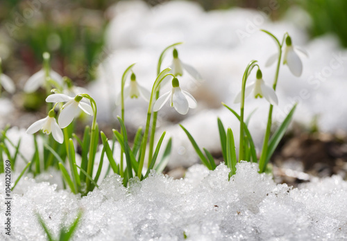 Fototapeta Naklejka Na Ścianę i Meble -  Snowdrop flowers blooming in snow covering. First spring flowers