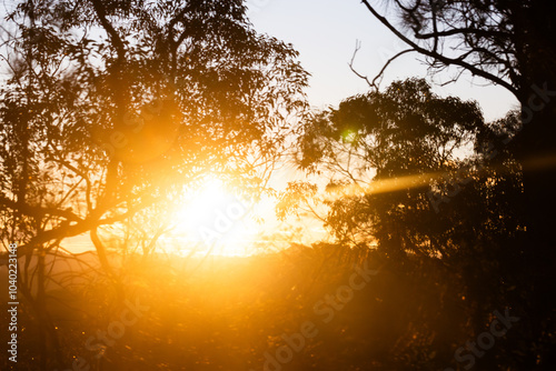 Golden sun flare through eucalyptus trees at the side of the road at sunset photo