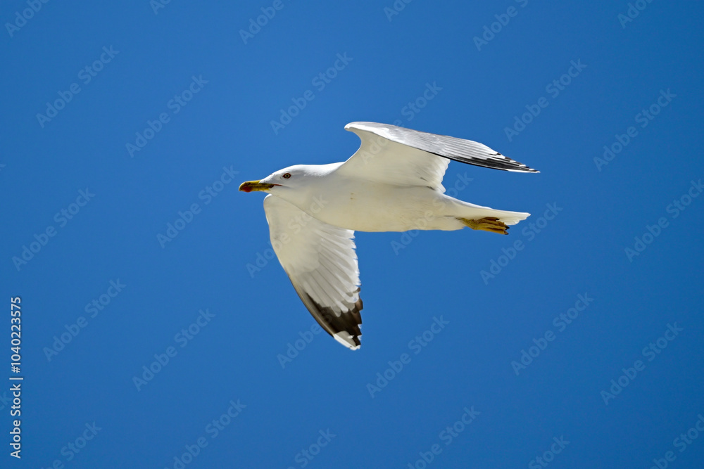 Mittelmeermöwe // Yellow-legged gull (Larus michahellis) - Griechenland Mittelmeermöwe // Yellow-legged gull (Larus michahellis) - Griechenland