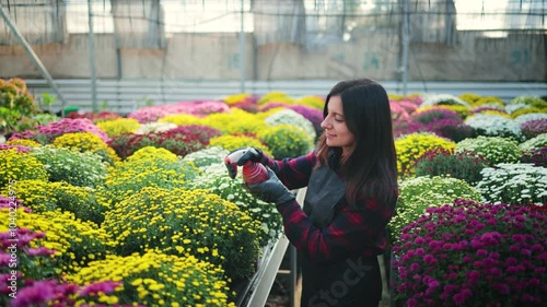 Smiling attractive woman, female gardener with a spray bottle, spraying water on colorful blooming chrysanthemums on a rack in the greenhouse