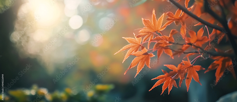Stunning Closeup of Autumn Leaves with Soft Sunlit Background Stunning Closeup of Autumn Leaves with Soft Sunlit Background