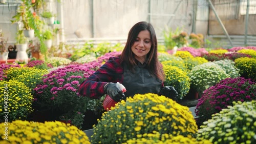 Smiling attractive woman, female gardener with a spray bottle, spraying water on colorful blooming chrysanthemums on a rack in the greenhouse