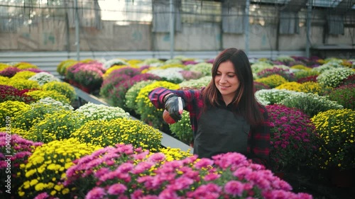 Smiling attractive woman, female gardener with a spray bottle, spraying water on colorful blooming chrysanthemums on a rack in the greenhouse