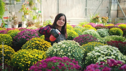 Smiling attractive woman, female gardener with a spray bottle, spraying water on colorful blooming chrysanthemums on a rack in the greenhouse