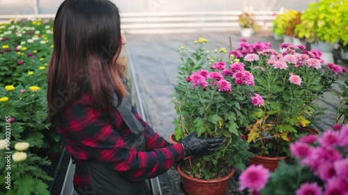 Attractive woman, female gardener with a pruner, trimming dry chrysanthemum leaves in the greenhouse