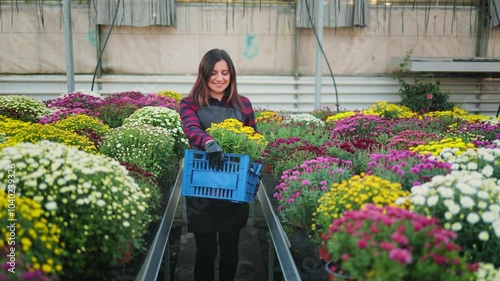 Smiling attractive woman, female gardener walking through the greenhouse carrying a box with a flower pot of beautiful blooming chrysanthemums