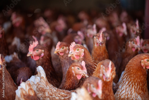 Quadro em tela A flock of Lohman Hyline layer hen looking at the camera