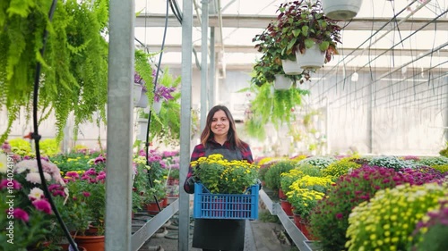 Smiling attractive woman, female gardener walking through the greenhouse carrying a box with a flower pot of beautiful blooming chrysanthemums
