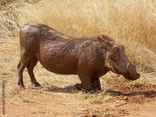 Photography Warthog family