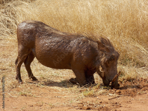 Photography Warthog family