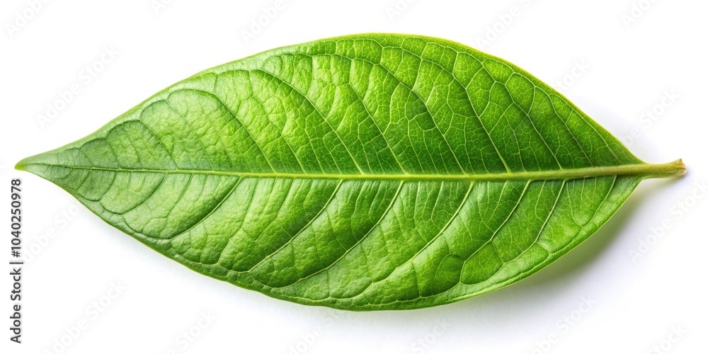 Obraz premium Aerial gymnema inodorum leaf isolated on white background tropical herb