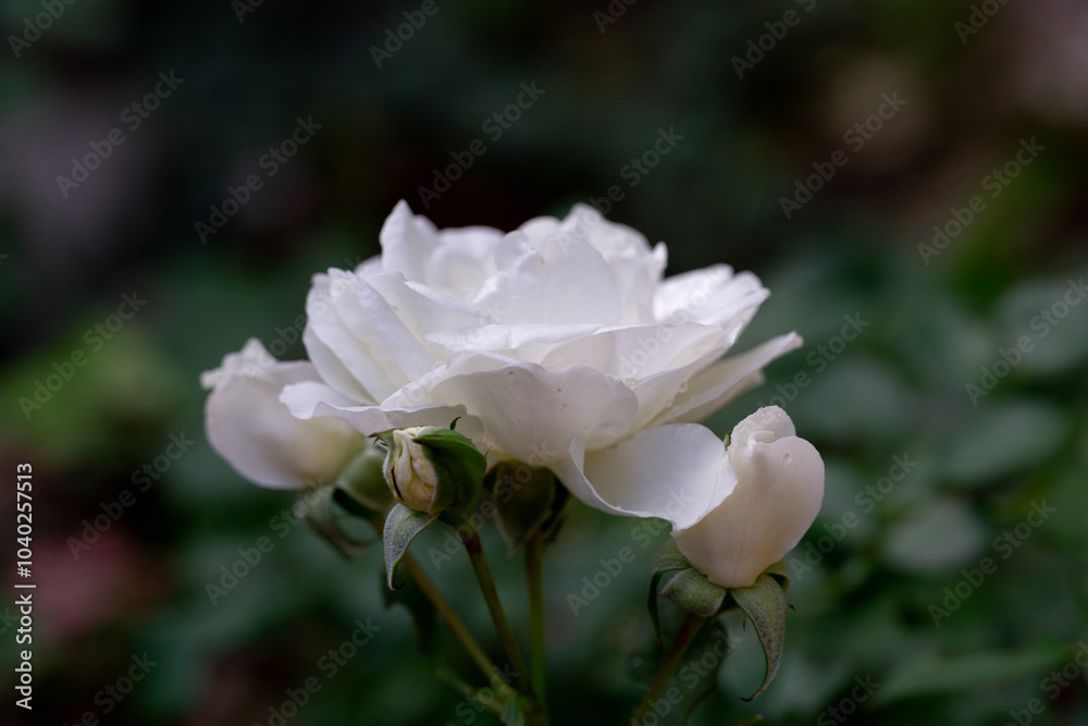 Flowers white rose and buds romantic garden. Relax, tranquility Flowers white rose and buds romantic garden. Relax, tranquility