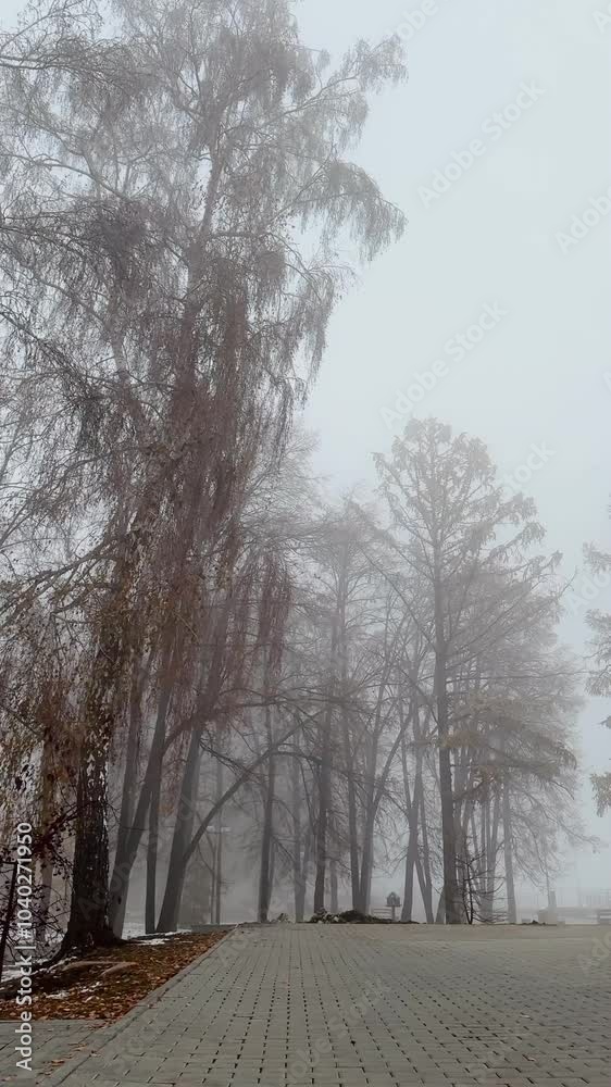 vertical video autumn trees with almost no leaves in a thick autumn fog. a mystical landscape with trees and thick fog. vertical video autumn trees with almost no leaves in a thick autumn fog. a mystical landscape with trees and thick fog.