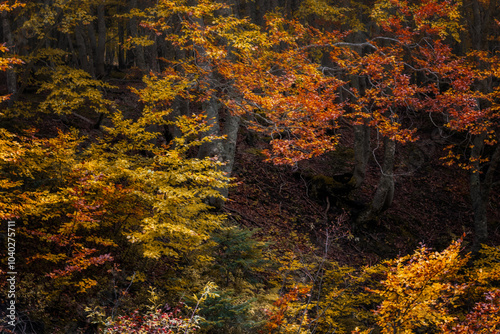 Otoño en Sauth deth pish, Vielha, Val de aran photo