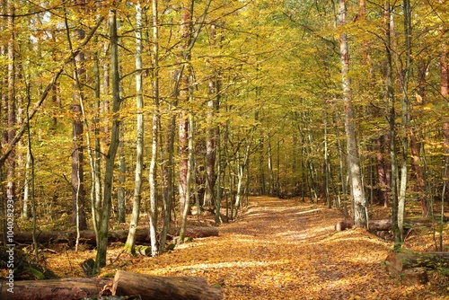 Fototapeta Naklejka Na Ścianę i Meble -  Jesienny pejzaż w Puszczy Kampinoskiej