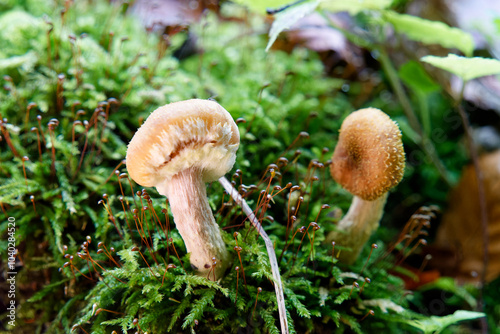 Tablou pe pânză Natural mushrooms in a biological biotope in a forest in Bavaria, Europe