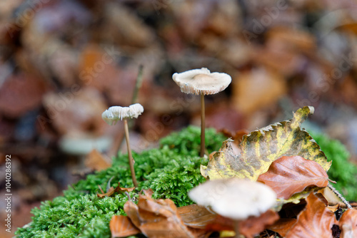 Natural mushrooms in a biological biotope in a forest in Bavaria, Europe photo