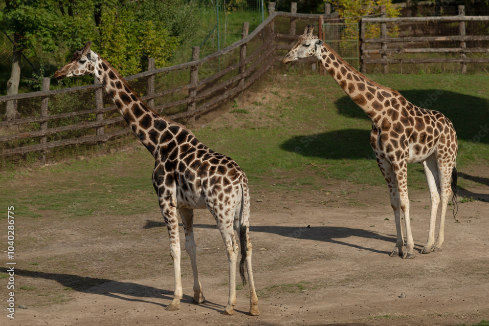 A pair of giraffes gracefully standing in their natural habitat, showcasing their unique and lovely patterns A pair of giraffes gracefully standing in their natural habitat, showcasing their unique and lovely patterns
