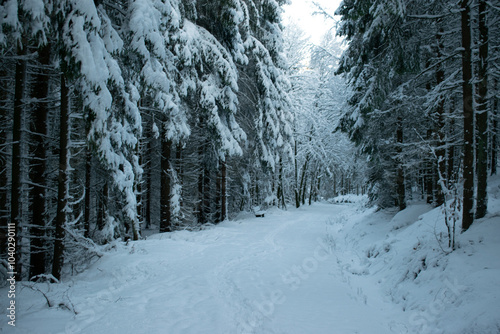 Unterwegs durch den winterlichen Wald photo