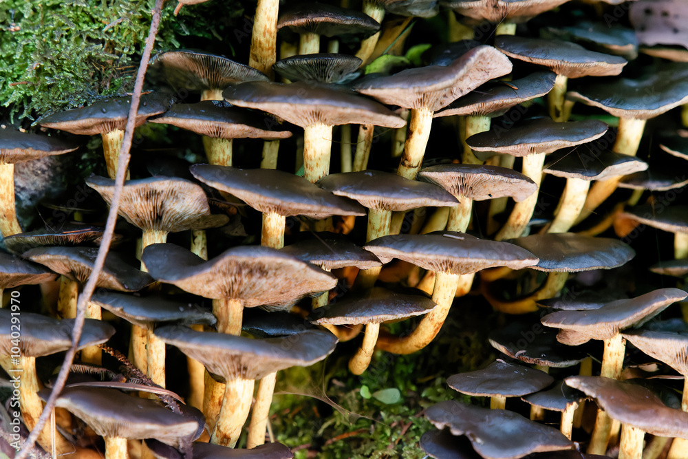 Natural mushrooms in a biological biotope in a forest in Bavaria, Europe Natural mushrooms in a biological biotope in a forest in Bavaria, Europe