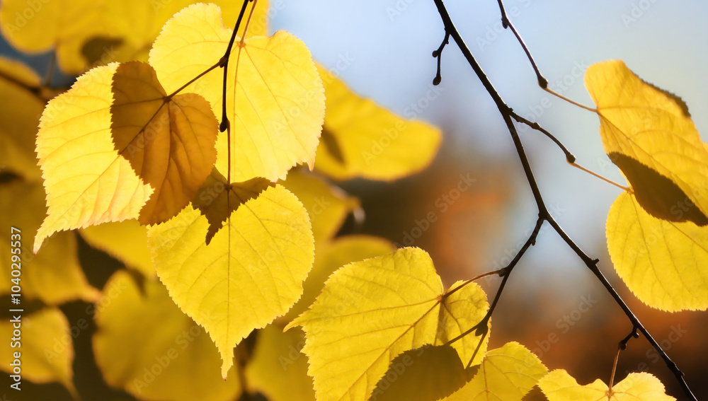 Golden, autumn leaves in the rays of light. Part of an autumn branch with yellow foliage Golden, autumn leaves in the rays of light. Part of an autumn branch with yellow foliage