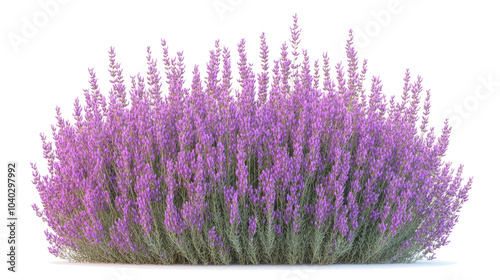 Obraz na płótnie Aromatic Lavender Bushes in Full Bloom on a Clear Summer Day Generative AI w salonie