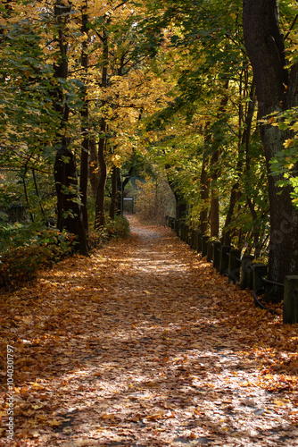 a beautiful autumn day with a leave covered path with colorful trees