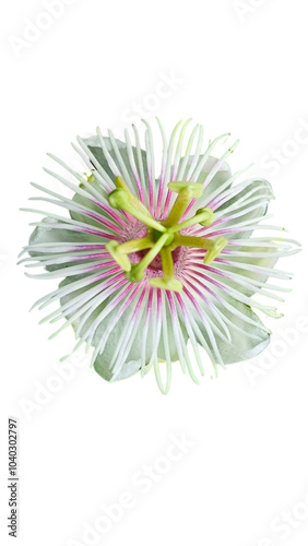 Passiflora foetida photo