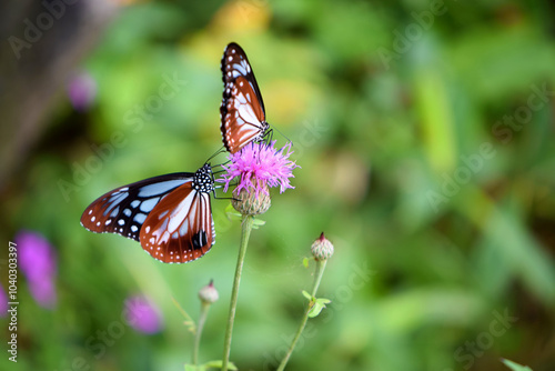 Chestnut tigers feeding thistle nectar in Nagano, Japan photo