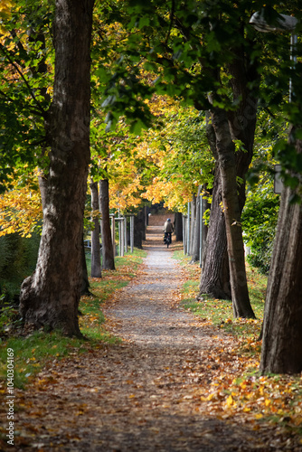 a beautiful autumn day with a leave covered path with colorful trees