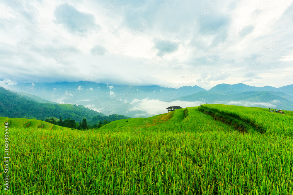 Lush green rice field terraces with wooden hut and foggy covered in the morning on countryside Lush green rice field terraces with wooden hut and foggy covered in the morning on countryside