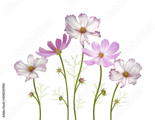 A bouquet of wild flowers. Cosmos flower. Beautiful flowers on white background. Pink. Purple. White. Mexican aster. Blooming. Isolated. 