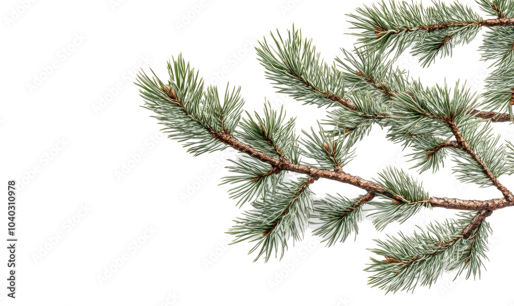 Palm tree branch with green leaves on transparent background Palm tree branch with green leaves on transparent background