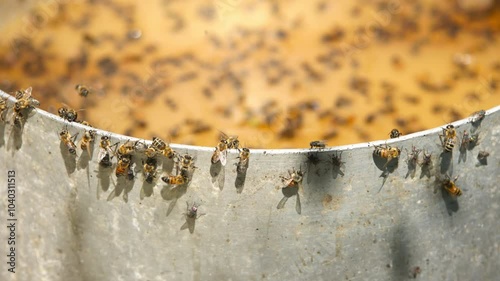 Bees and flies buzzing around, sitting on the edges, and floating in a bucket filled with leftover fermented yellow liquid mash containing residual unfermented sugars after a moonshine distillation photo