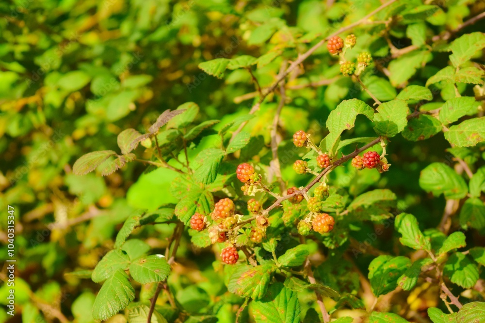 Raspberry bush in İstanbul, Turkey Raspberry bush in İstanbul, Turkey