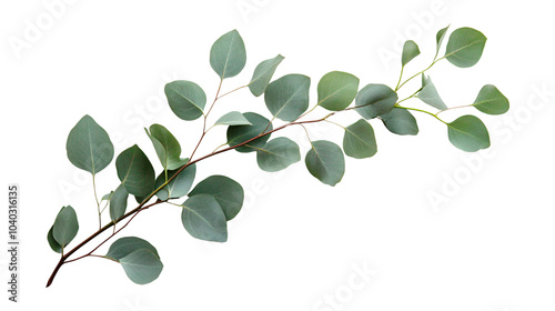 Green eucalyptus branch leaves floral isolated on transparent background