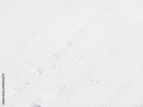 The footprints of red-crowned cranes on the snow in Hokkaido, Japan