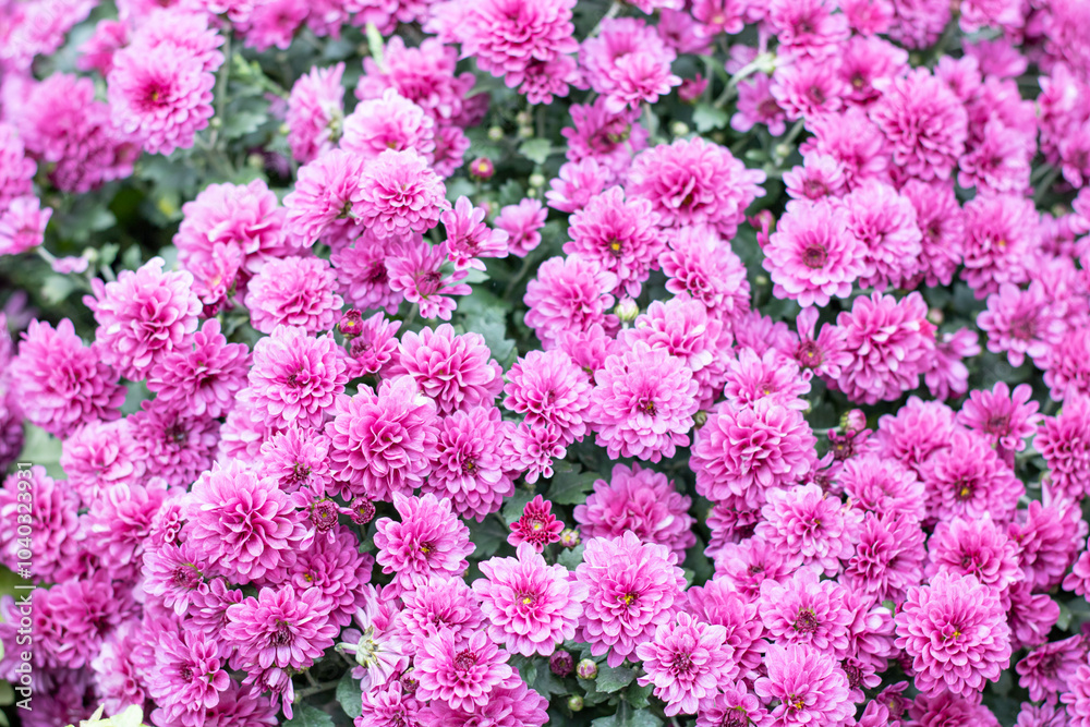 A beautiful bunch of vibrant purple flowers is growing on a bush A beautiful bunch of vibrant purple flowers is growing on a bush