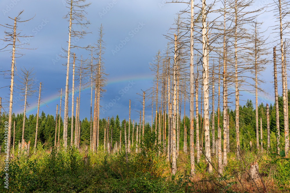 Waldsterben im Harz durch Borkenkäfer, frisches Grün zwischen abgestorbenen Bäumen mit einem Regenbogen als Symbol für Hoffung Waldsterben im Harz durch Borkenkäfer, frisches Grün zwischen abgestorbenen Bäumen mit einem Regenbogen als Symbol für Hoffung