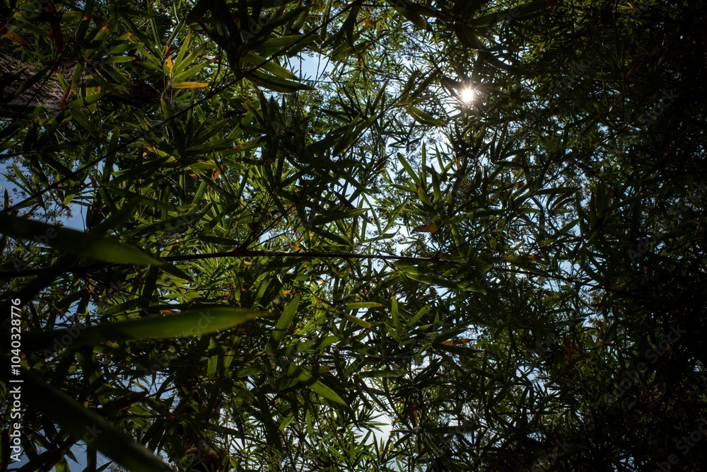 Fototapeta premium Bamboo plants (Bambusa vulgaris) with green leaves for natural wallpaper