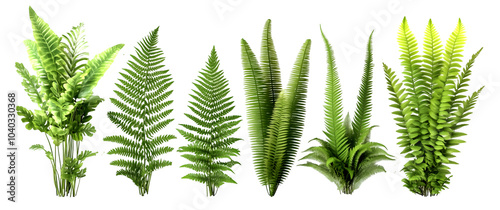 Green fern leaves isolated on a transparent background showcasing various lush foliage types for botanical design, png